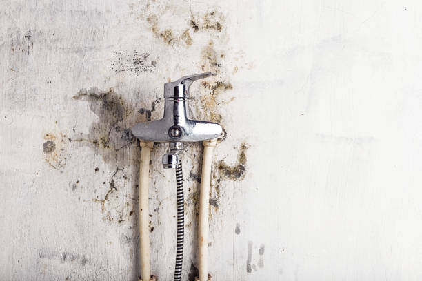 Best Residential Mold Removal  in Lafayette, CA