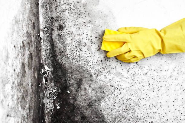 Best Office Mold Removal Services  in Lafayette, CA