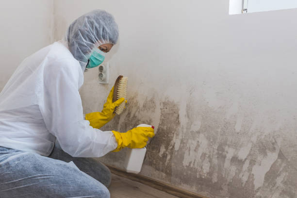 Best Mold Testing  in Lafayette, CA