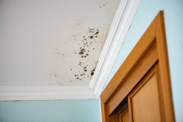 Best Mold Testing  in Lafayette, CA