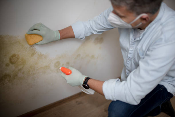 Reliable Lafayette, CA Mold Removal Solutions