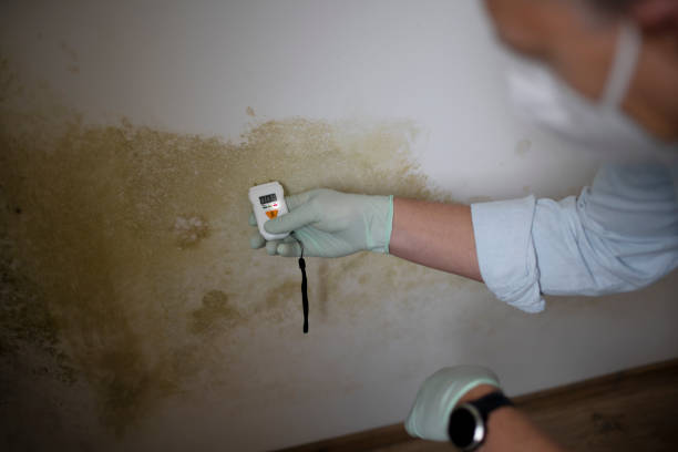 Best Attic Mold Removal  in Lafayette, CA