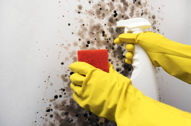  Lafayette, CA Mold Removal Pros