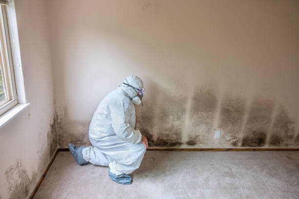 Best Same-Day Mold Removal  in Lafayette, CA